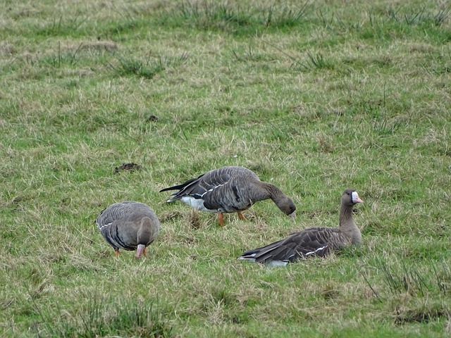 加拉格尔：会留队帮马竞夺冠，要达到图赫尔的标准很难